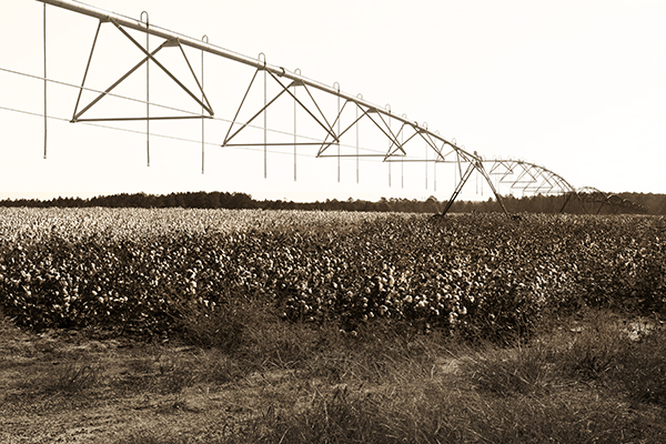 Georgia cotton fields