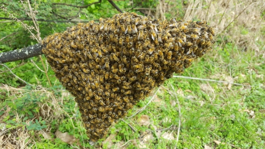 Farm bee swarm (3)