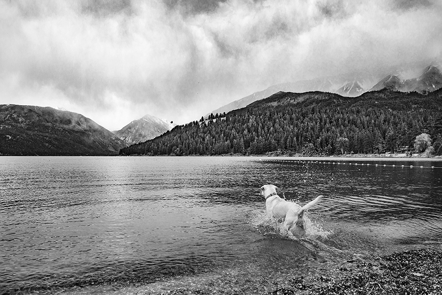 yellow lab chasing ball in water in Joseph Oregon